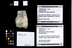 Foto (Objekt + Etikett) von Pithonoton sp.  (NHMW-GEO-1990-0041-2572)